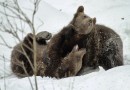 Brown Bear ©  V.Pochekanski